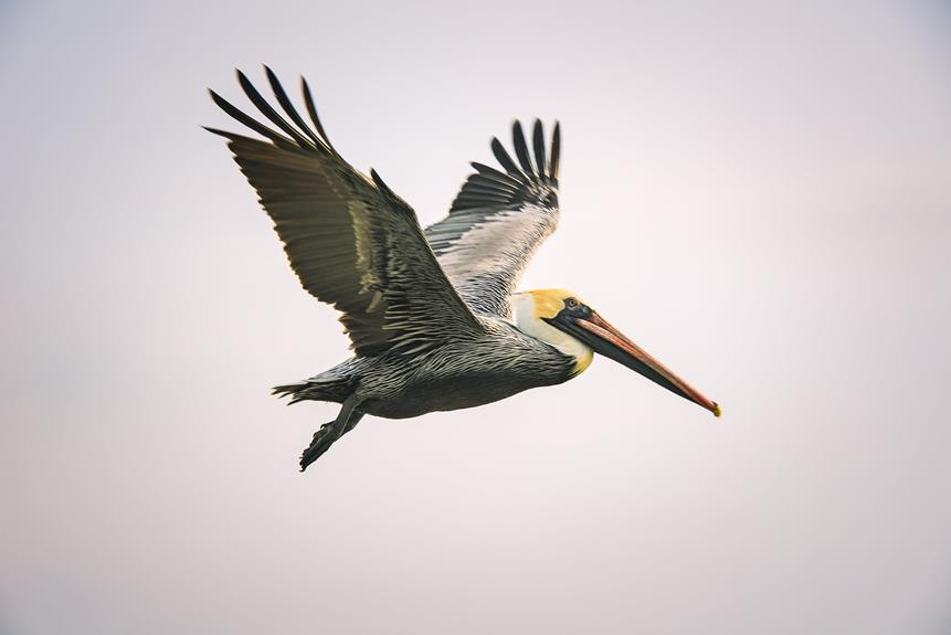 islay bird migration spectacles