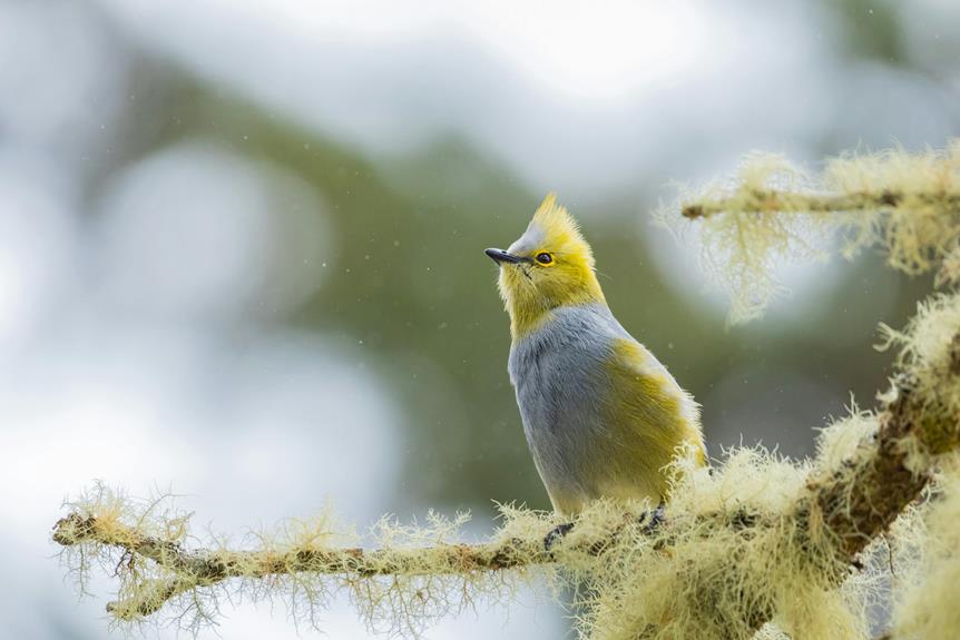islay birdwatching rare species