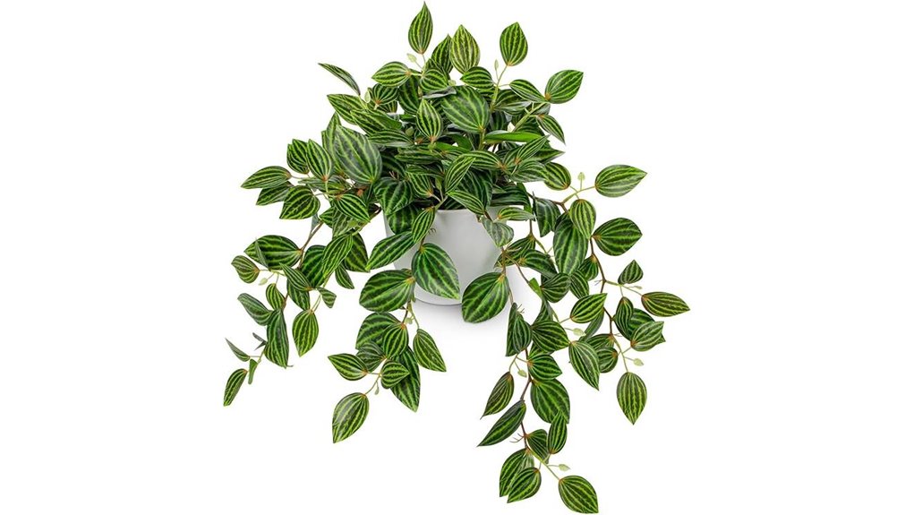 silky briful watermelon peperomia plant