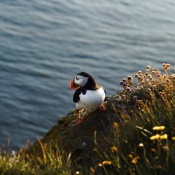 exploring islay s breathtaking wildlife