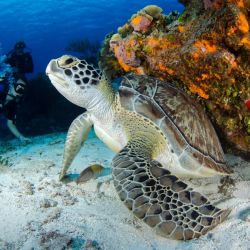 underwater adventures in islay