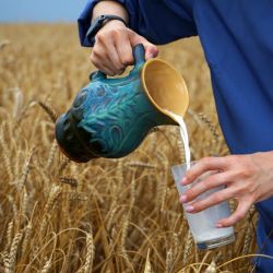 islay s barley and distillation